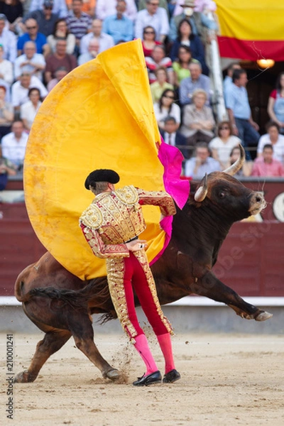 Fototapeta Evening of bulls in Spain