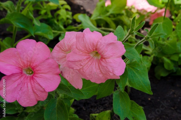 Fototapeta Petunia is a genus of herbaceous or semishrubby perennial plants of the Pasolen family
