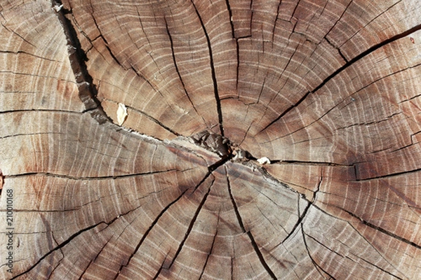 Obraz Wood texture year-old rings background 