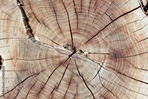 Obraz Wood texture year-old rings background 