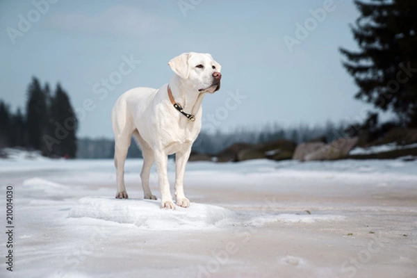 Fototapeta beautiful majestic white labrador retriever dog standing in nature with snow and sunshine