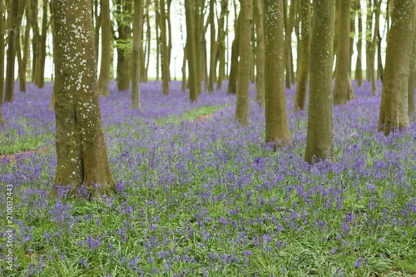 Obraz Purple fields 