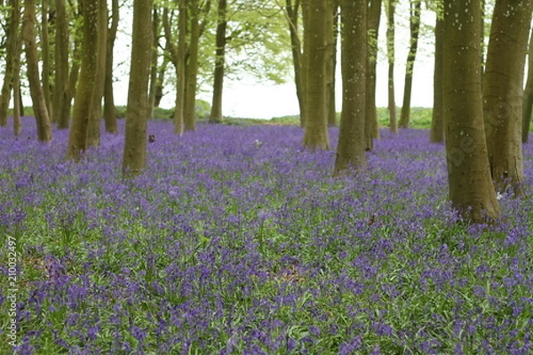 Obraz Field of Bluebells 
