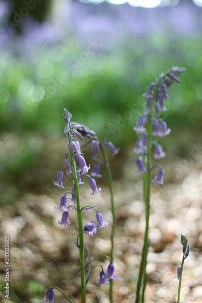 Obraz Bluebells 