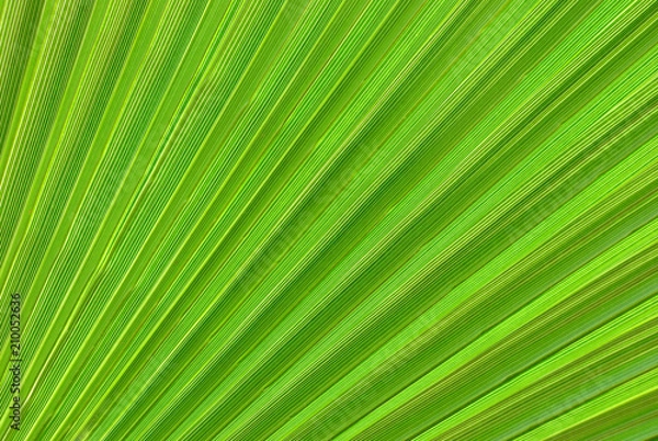 Obraz Exotic wood leaf