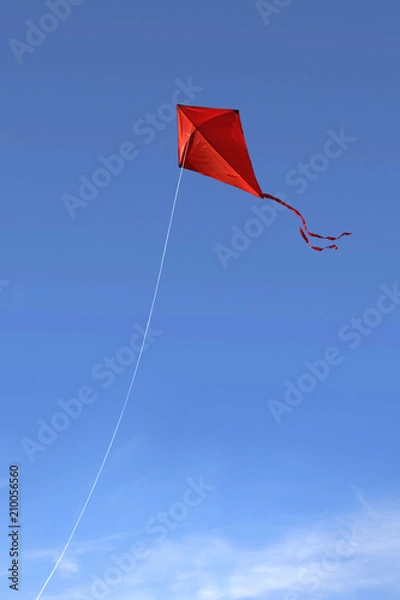 Obraz Red kite in the sky