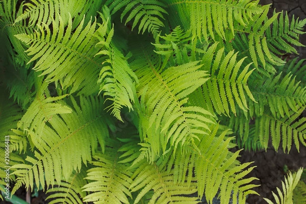 Obraz fern background