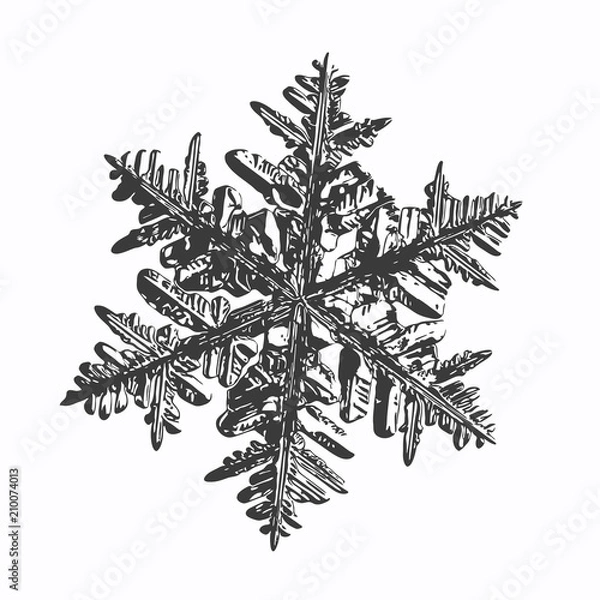 Fototapeta Snowflake on white background. This vector illustration based on macro photo of real snow crystal: complex stellar dendrite with fine hexagonal symmetry, ornate shape and six thin, elegant arms.