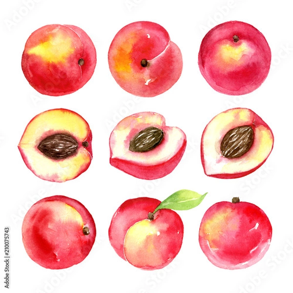 Fototapeta Juicy ripe peaches . Sliced fruits isolated on white background. Summer healthy food drawing.Hand-drawn watercolor illustration.
