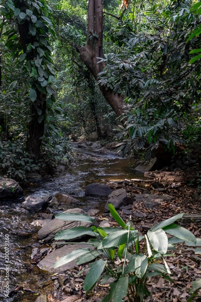 Obraz jungle stream