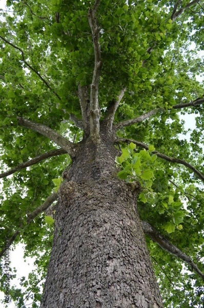 Obraz Looking Upwards to a Canopy of Trees