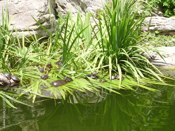 Obraz Turtles on the Water's Edge