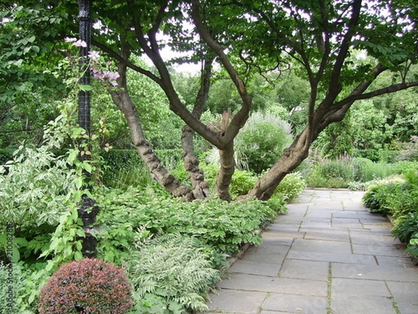 Fototapeta Sprawling Tree in a Park