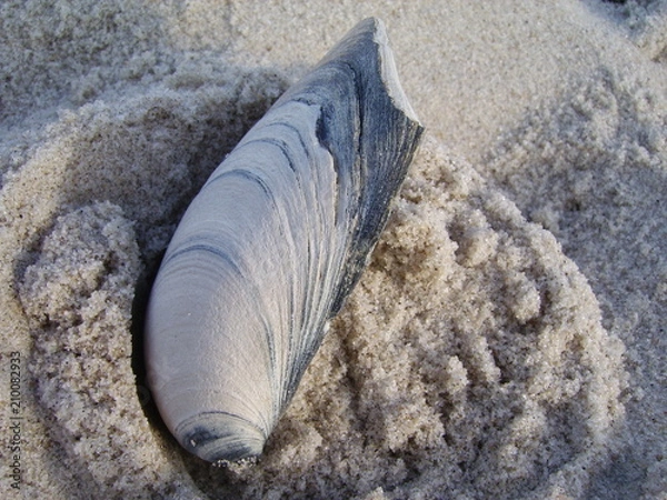 Obraz Seashell in the Sand