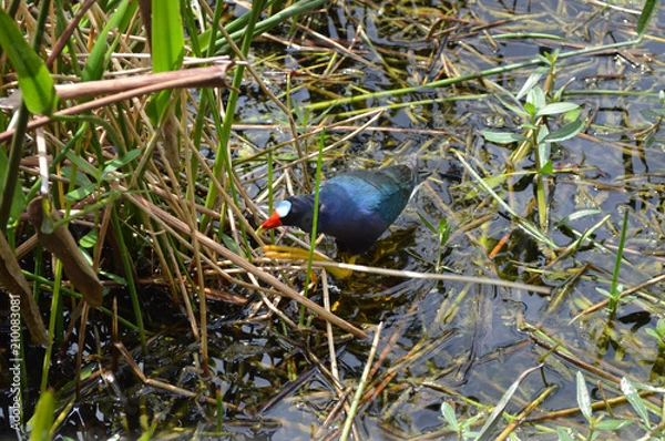 Obraz Moorhen in the Marsh