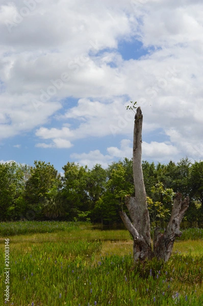 Obraz Lone Bare Tree