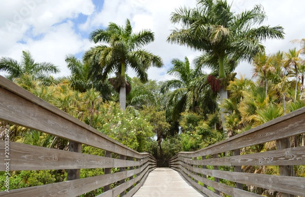 Fototapeta Bridge to Palm Trees