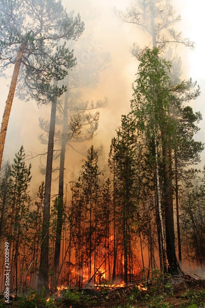 Obraz Forest fire