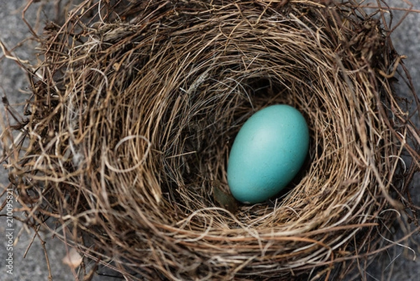 Fototapeta A single robin's egg in a nest