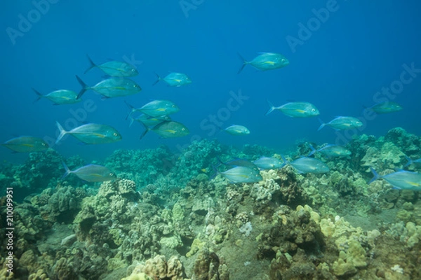 Obraz Underwater with a school of Jack Trevallys