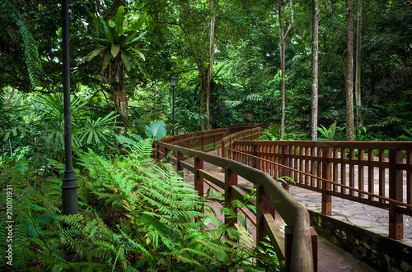 Obraz Bukit Timah Handrail and Hiking Path Through Singapore Jungle