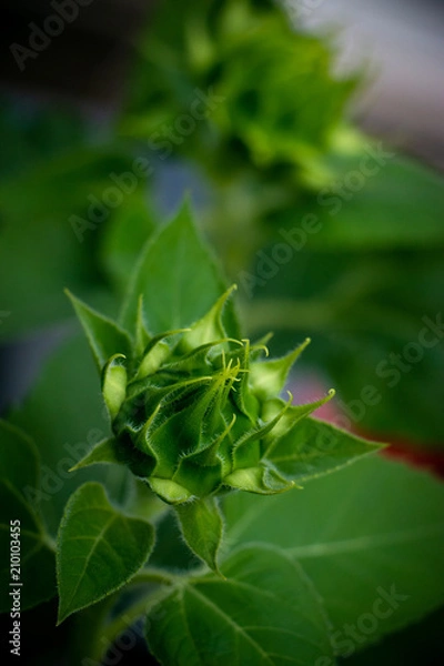 Fototapeta The sunflower bud. The closeup photo of green and natural flower in the garden.