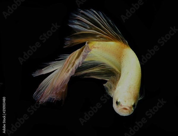 Obraz light and shadows ..siames fighting fish..betta splendens.