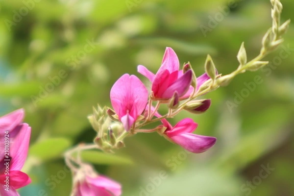 Fototapeta 萩の花