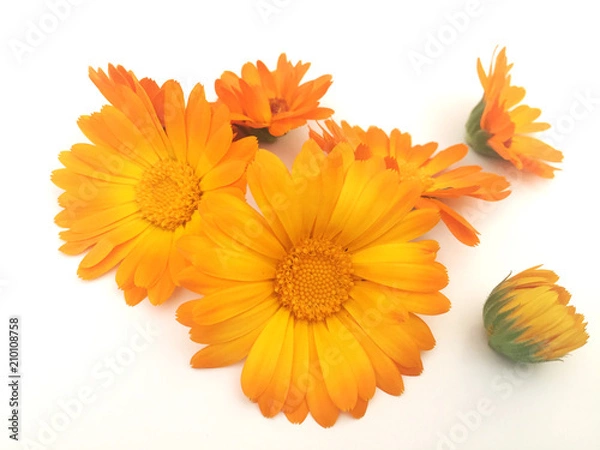 Obraz Background with calendula flowers