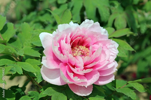 Obraz 牡丹の花