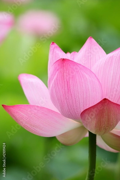 Obraz 蓮 (東京・上野不忍池)