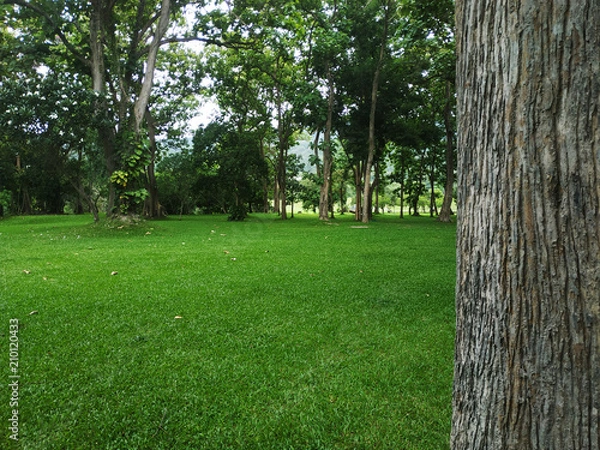 Fototapeta trees view in the morning