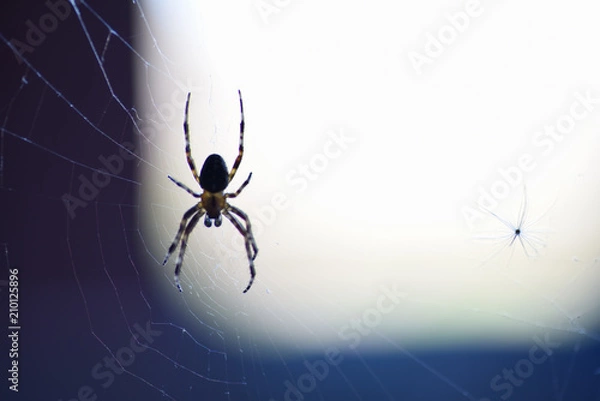 Fototapeta spider web insect
