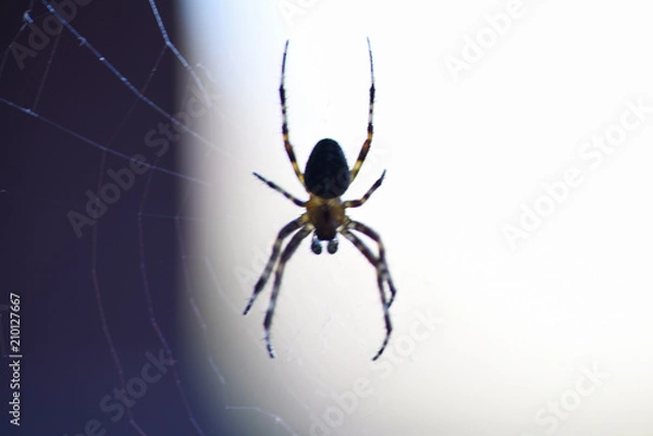 Fototapeta spider web insect