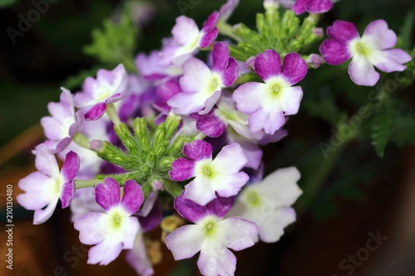 Obraz eautiful two-tone flowers of Verbena Hybrida Flower