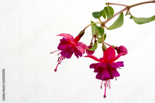Obraz Close up of a branch with blooming pink fuchsia flowers isolated against white background