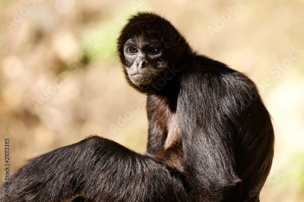 Obraz regard de singe araignée