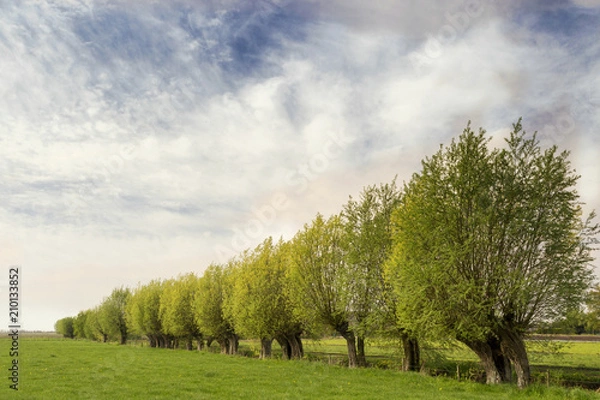 Obraz Typical Dutch landscape with green meadow, grass, a row of beautiful willows and a blue sky with clouds