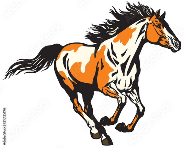 Fototapeta galopujący koń dzikiego ogiera. Pinto kolorowy kucyk mustang .Isolated ilustracji wektorowych