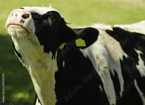 Obraz Black and White Cow