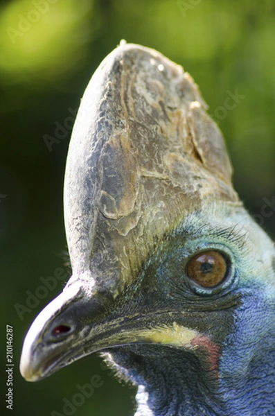 Obraz I left my helmet on