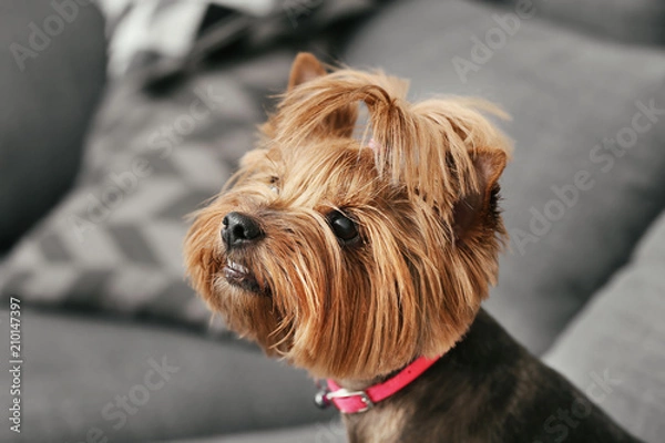 Obraz Cute funny dog at home