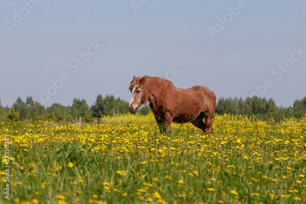 Fototapeta in a colorful meadow, a horse