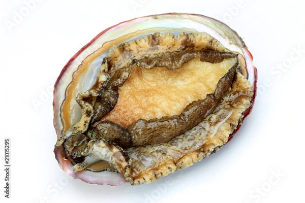 Fototapeta abalone