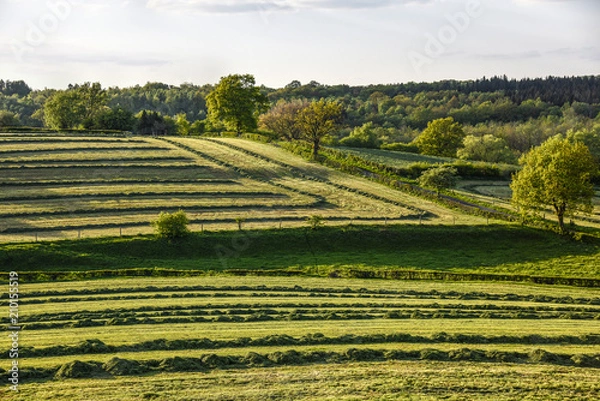 Obraz View of a landscape with meadow with rows of drying hay. 
