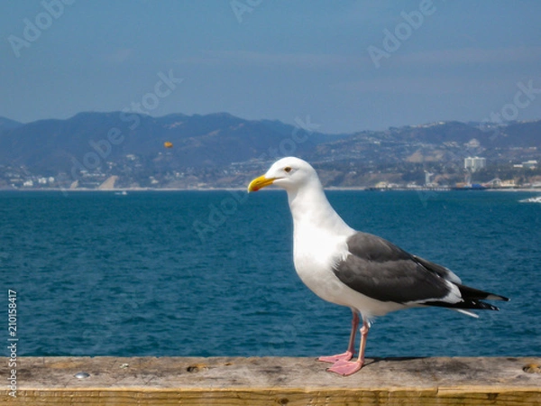Fototapeta A Large white and grey seagul looks out over the ocean in California with the beach and city behind.