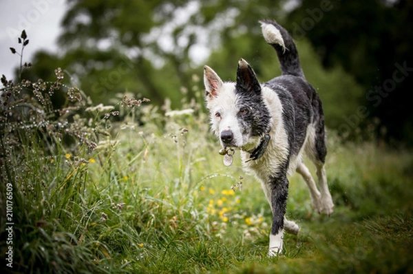 Fototapeta The Collie
