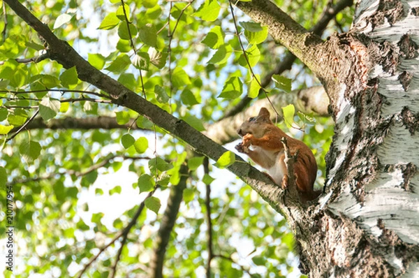 Fototapeta Squirrel sits on birch branch in profile and nibbles. Moscow, Russia.
