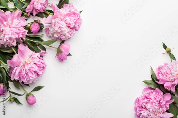 Obraz Flowers composition. Frame made of pink peony flowers on white background. Flat lay, top view.