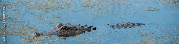Obraz Alligator in Brazos Bend State Park, Texas